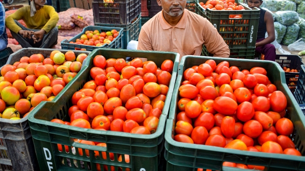 profit for tomato farmers