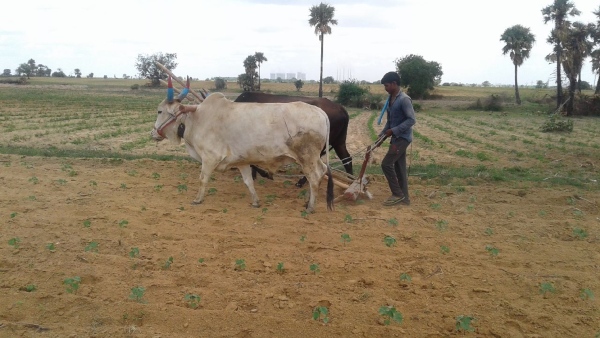 Heavy Rain: Fresh Hopes Among Farmers In Raichur District