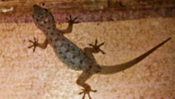 Lizard found in mid day meal at Appanadoddi villages Govt school, students are sick