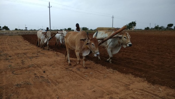 Heavy Rain: Fresh Hopes Among Farmers In Raichur District