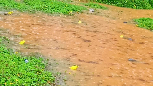 Good rains in various parts of Karnataka: Drowned trees
