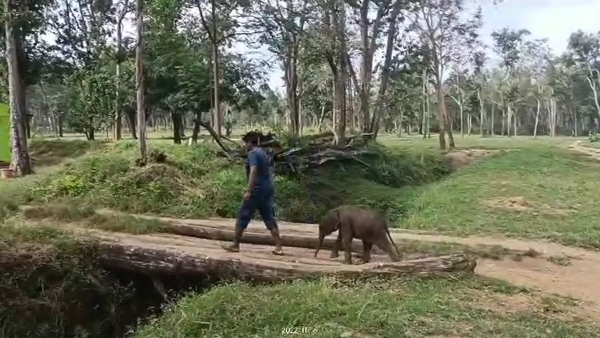 Raising Baby Elephant 