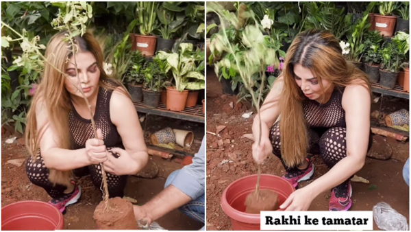 Rakhi Sawant taught how to grow an expensive tomato!