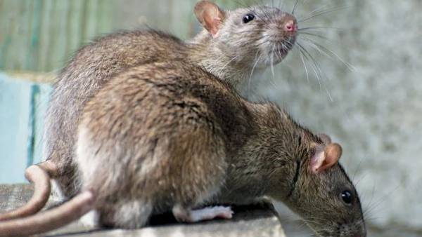 rats had eaten about 22 kilograms of ganja