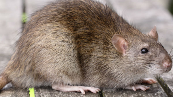rats had eaten about 22 kilograms of ganja