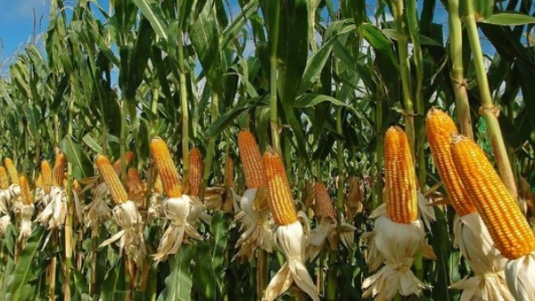 The Government Has Retained Rs 13 Crore Dues From The Manvi Taluk Farmers