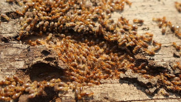 How To Control Red Weaver Ant And Termites In Plantation 