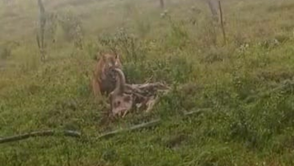 Tiger Found In Gundlupet Himavad Gopalaswamy Hills 