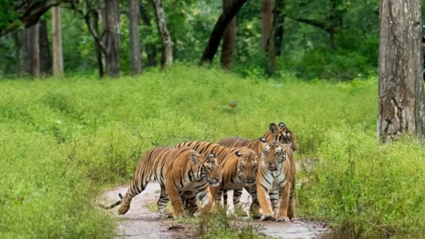 Tiger Wedding Special Ritual In Kodagu District