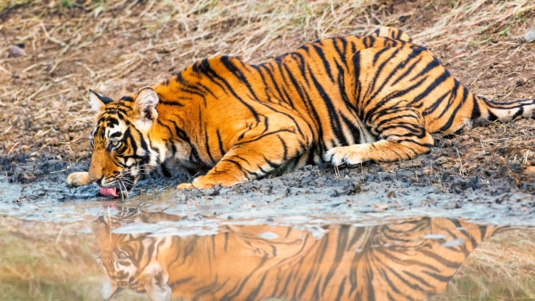 Discover how many tigers killed in last 7 months for poaching