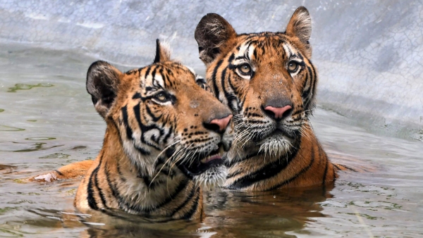 Discover how many tigers killed in last 7 months for poaching