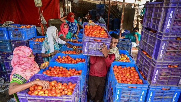 Tomato Leaf Curl Virus Devastates Kolars Crop, Causing Soaring Prices 