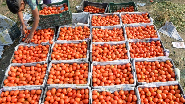 Tomato Price All Time High, Here Is Some Of The Jokes, Memes Spreading In Social Media