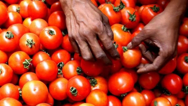Congress MLA Amit Chavda Sent 2 kg tomatoes From Amazon As A Gift To CM Bhupendra Patel