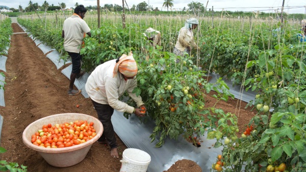 Tomato price: Maharashtra Farmer Made A Profit Of Over rs 2 Crore