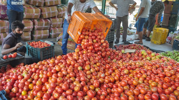 Leaf Curl Virus Disease For Tomato Agriculture Dept Tips For Farmers 