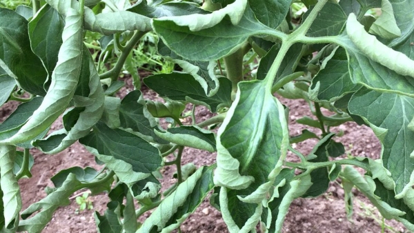 Tomato Leaf Curl Virus Devastates Kolars Crop, Causing Soaring Prices 