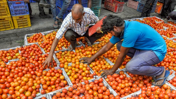 Tomato price: Maharashtra Farmer Made A Profit Of Over rs 2 Crore