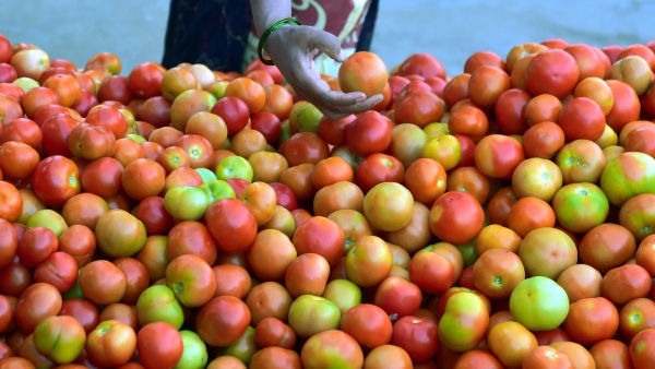 Tomatoes worth rs 3.5 lakh stolen in RMC Yard area, couple arrested 