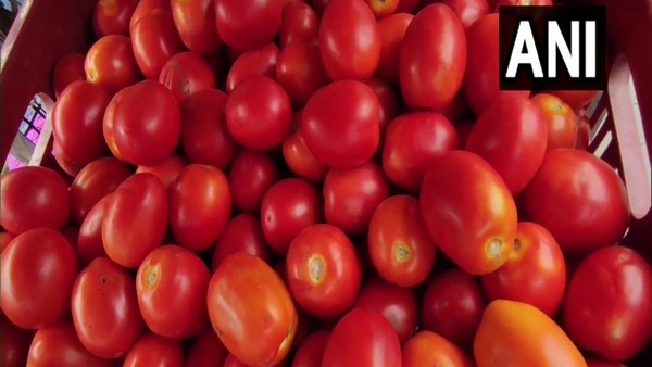 Buy Rs 73 for 1 kg subsidized tomato online through ONDC
