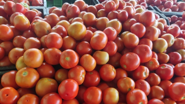  Soaring Tomato Prices Turn Karnataka Farmers into Crorepati