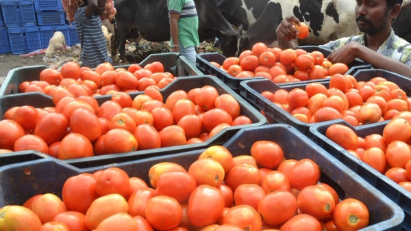 Tomato price in Bangalore: Incessant rainfall further pushes up tomato prices- Know the details
