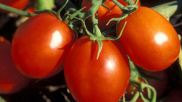Missing Of Kolar Tomato laden Truck Found in Ahmedabad of Gujarat