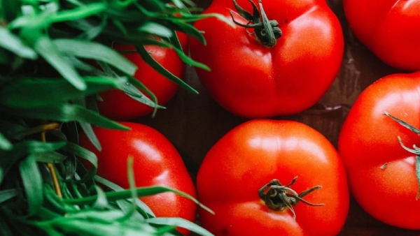 Tomato price in Bangalore: Incessant rainfall further pushes up tomato prices- Know the details