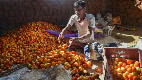 Tomato Crisis