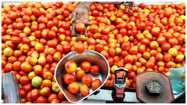 Thiefs stole 400 kg tomatoes from Maharashtra farmer