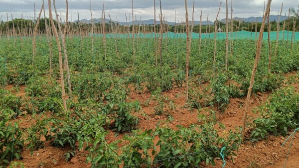 Tomato Plant Price Increase In Chikkaballapur District Nurseries