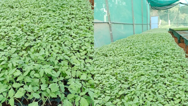 Tomato Plant Price Increase In Chikkaballapur District Nurseries