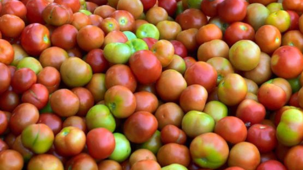 Tomato price increased in Kundgol