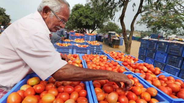 Tomato Price Tomato Price