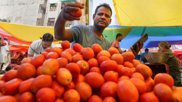 Tomato price hike Tomato price hike