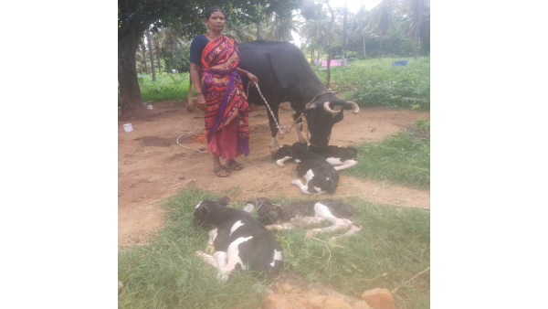 Cow Given Birth To Four Calf In Chelur Village In Gubbi Taluk Cow Given Birth To Four Calf In Chelur Village In Gubbi Taluk