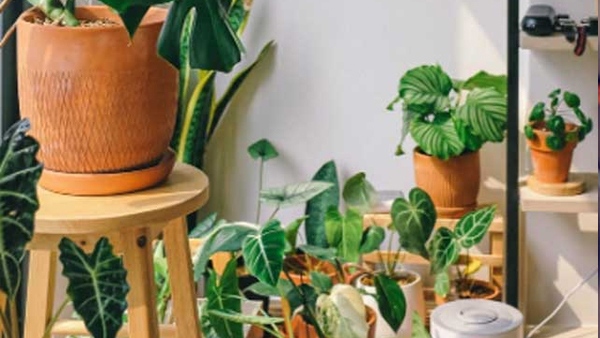 vastu tips never keep these plants in south direction of the home in kannada