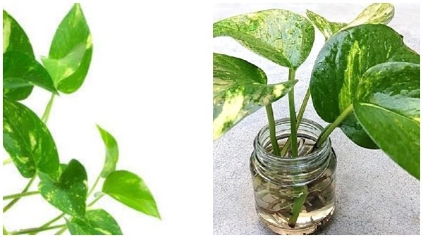 vastu tips never keep these plants in south direction of the home in kannada