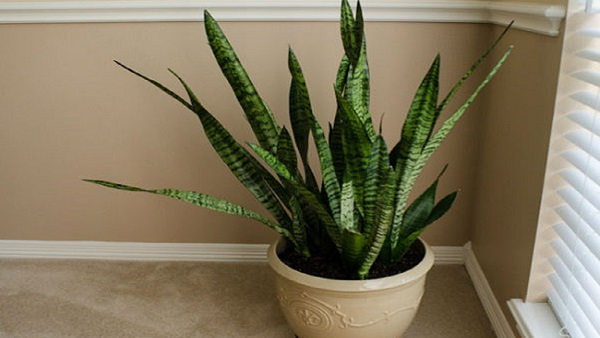 Vastu tips where to place snake plant at home for good luck in kannada