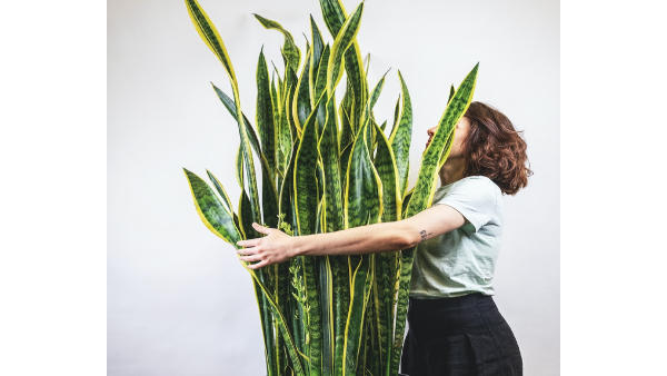 Vastu tips where to place snake plant at home for good luck in kannada