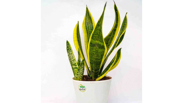 Vastu tips where to place snake plant at home for good luck in kannada