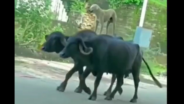 video-of-dog-riding-on-buffalo-goes-viral
