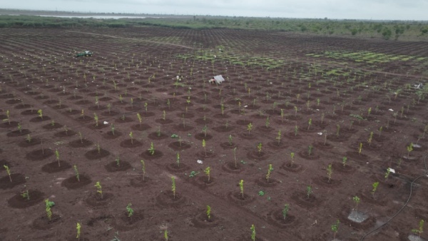 2 Lakh saplings to be planted around Karnatakas 3rd largest Mamdapur Lake in Vijayapura, MB Patil