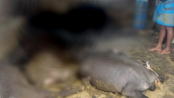 More than 10 Cattles Dies In Fire Accident At Vijayanagara