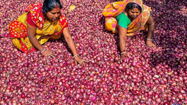 40-duty-on-onion-exports-until-year-end