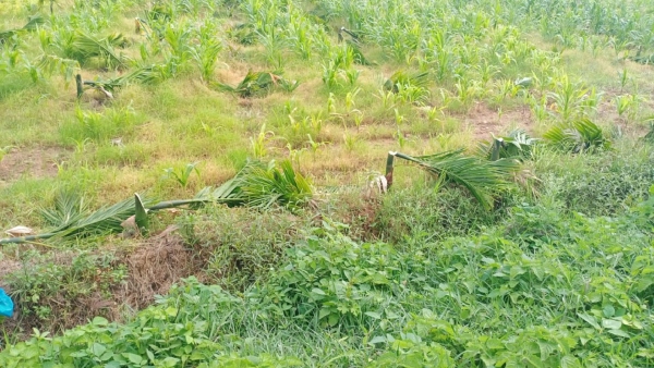 800-areca-nut-trees-have-been-destroyed