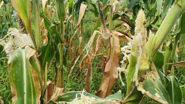 Popcorn maize crop destroyed by Parrot, Farmers worried in Davanagere district 
