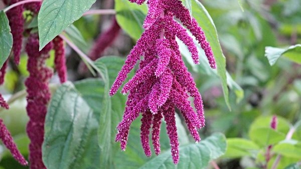 Amaranth Leaves (Harive soppu) Health Benefits, Nutrition Value and Side Effects in Kannada