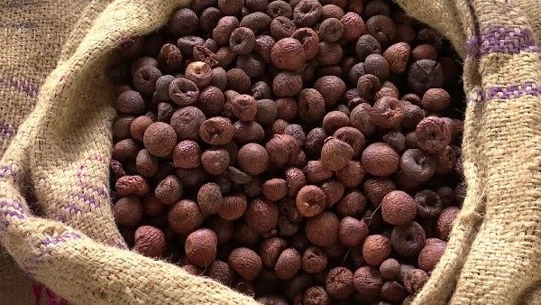  Arecanut Prices Remain Steady; Current Copra Rates in Karnataka Unchanged