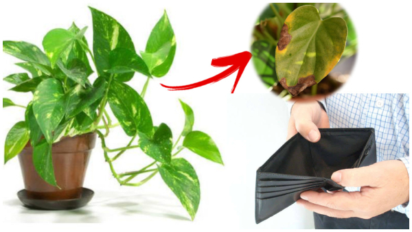 Astrology tips these incidents indicates you are going to face money problems in kannada